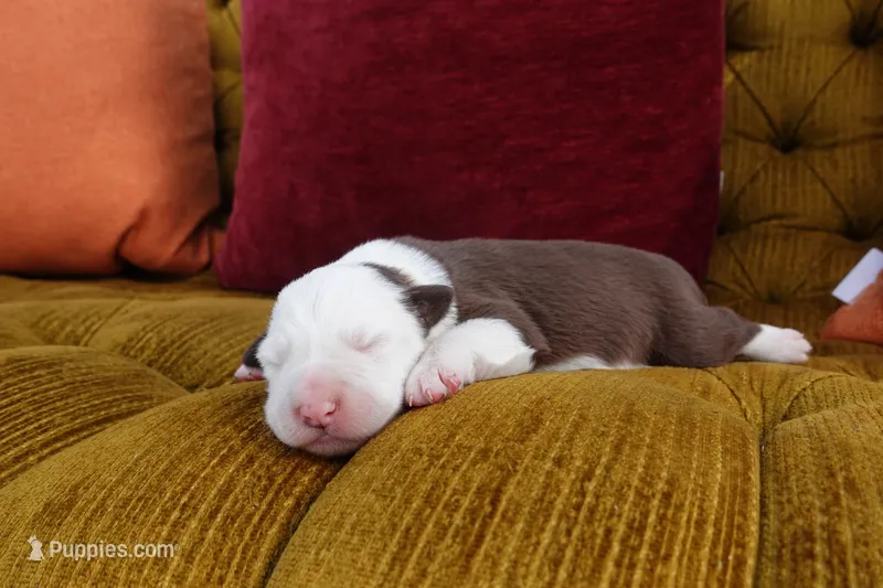 Daenerys  – Border Collie puppy for sale in Newman, CA