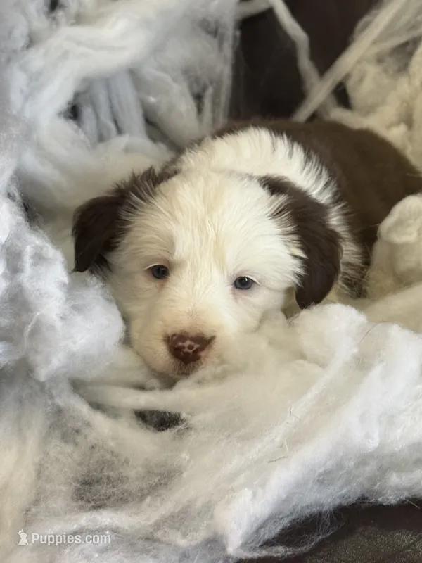 Daenerys  – Border Collie puppy for sale in Newman, CA