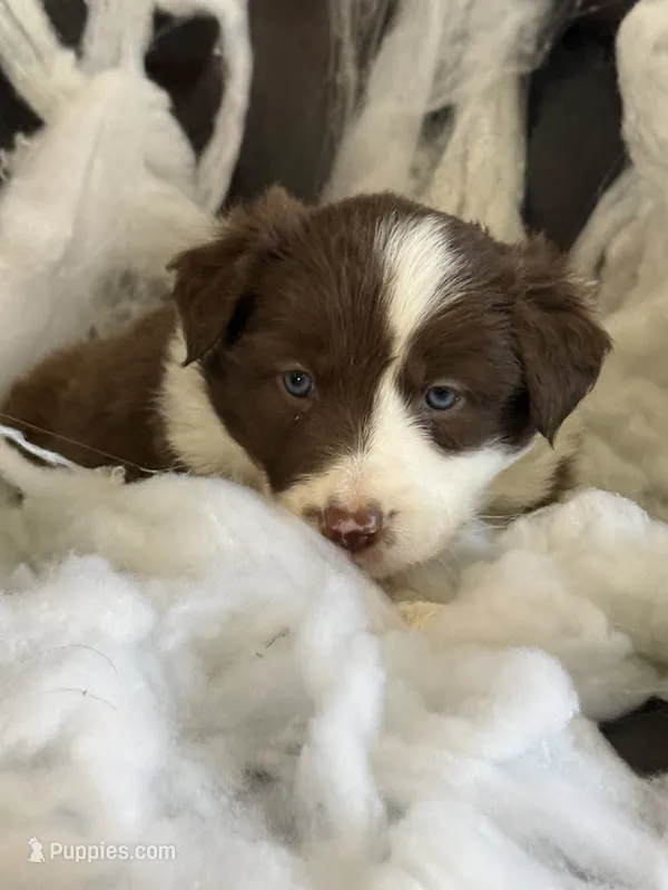 Rhaenyra – Border Collie puppy for sale in Newman, CA