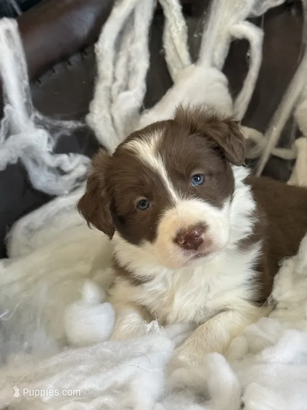 Arya – Border Collie puppy for sale in Newman, CA