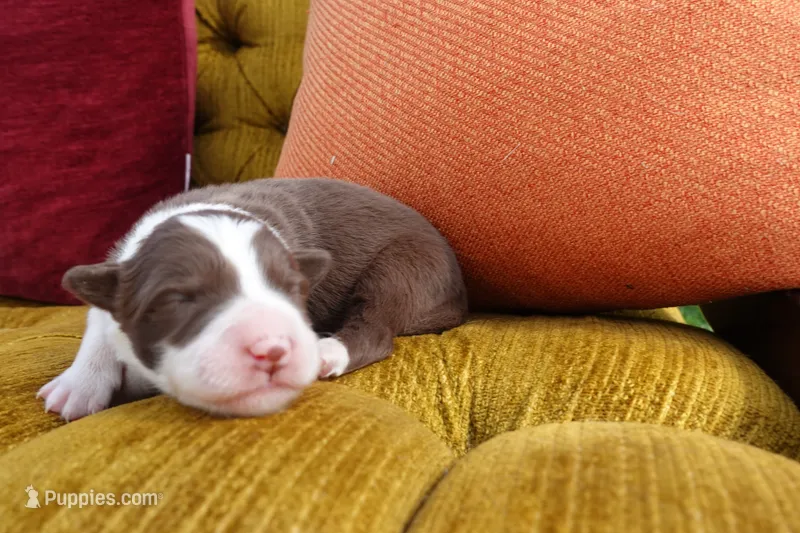 Arya – Border Collie puppy for sale in Newman, CA