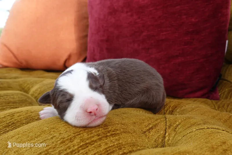 Visenya – Border Collie puppy for sale in Newman, CA