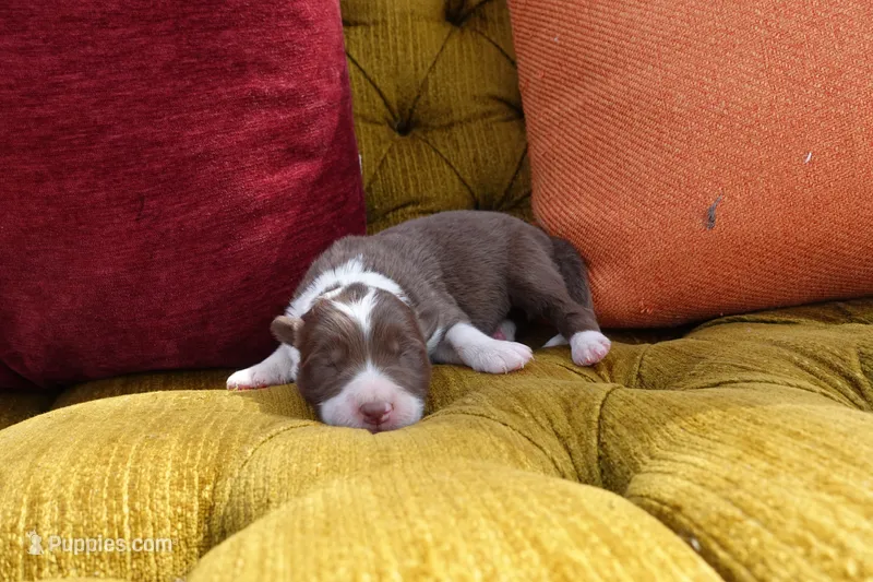 Jacaerys – Border Collie puppy for sale in Newman, CA
