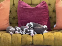 Rhaenyra, a female Border Collie for sale in Newman, CA – 4 of 5