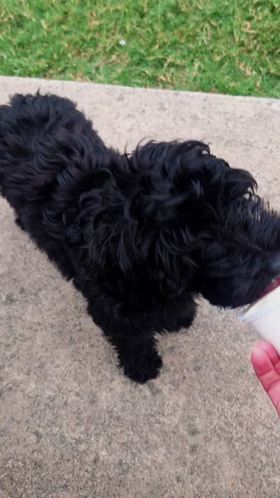 Purple Girl, a female Goldendoodle and Labradoodle for sale in Leander, TX – 6 of 6