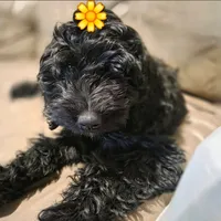 Purple Girl, a female Goldendoodle and Labradoodle for sale in Leander, TX – 2 of 6