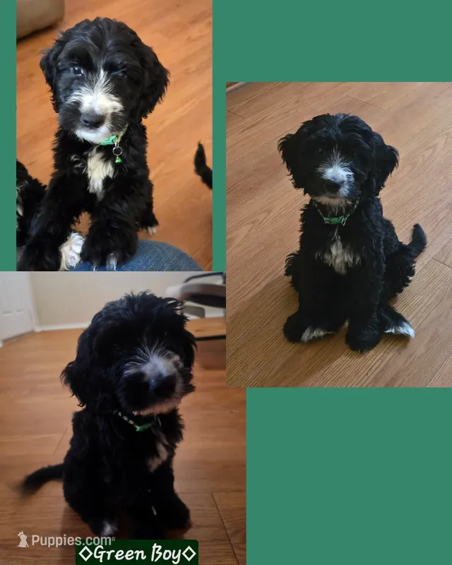 Green Boy – Goldendoodle, Labradoodle puppy for sale in Leander, TX