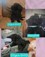 Cyan Girl, a female Goldendoodle for sale in Leander, TX – 1 of 2