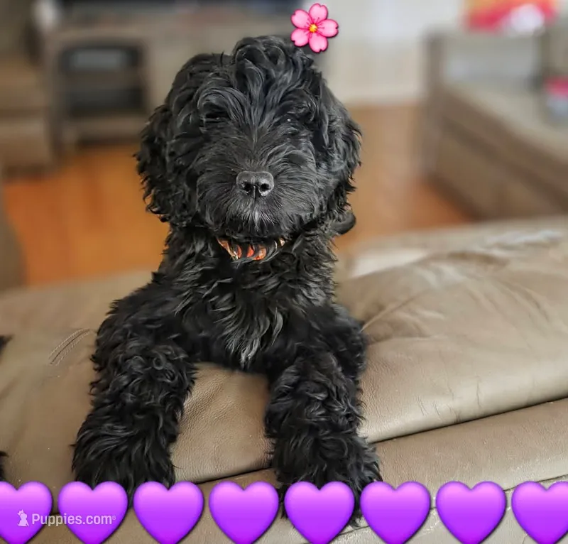 Purple Girl – Goldendoodle, Labradoodle puppy for sale in Leander, TX