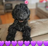 Purple Girl, a female Goldendoodle and Labradoodle for sale in Leander, TX – 1 of 6