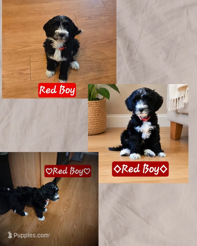 Red Boy – Goldendoodle, Labradoodle puppy for sale in Leander, TX