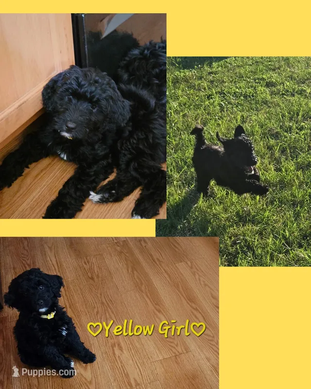 Yellow Girl – Goldendoodle puppy for sale in Leander, TX