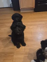 Cyan Girl, a female Goldendoodle for sale in Leander, TX – 2 of 2