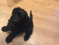 Purple Girl, a female Goldendoodle for sale in Leander, TX – 3 of 3