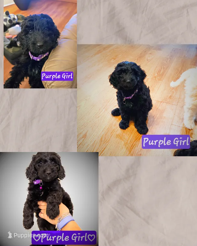 Purple Girl – Goldendoodle puppy for sale in Leander, TX