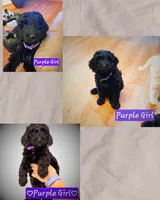 Purple Girl, a female Goldendoodle for sale in Leander, TX – 1 of 3