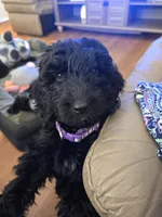 Purple Girl, a female Goldendoodle for sale in Leander, TX – 2 of 3