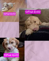 Lola, a female Goldendoodle and Labradoodle for sale in Leander, TX – 1 of 1