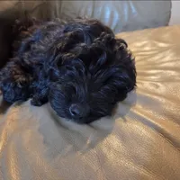 Purple Girl, a female Goldendoodle and Labradoodle for sale in Leander, TX – 4 of 6