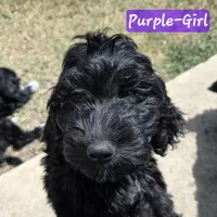 Purple Girl, a female Goldendoodle and Labradoodle for sale in Leander, TX – 5 of 6