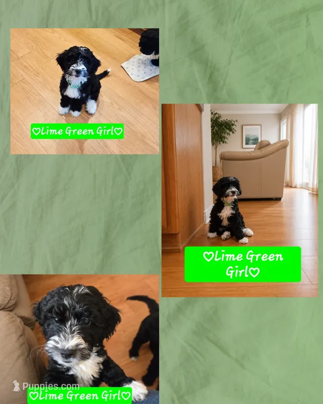 Lime Green Girl – Goldendoodle, Labradoodle puppy for sale in Leander, TX