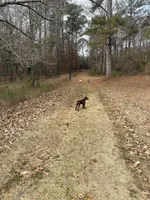 Laney, a female Pudelpointer for sale in Marion, AL – Photo 7 of 7