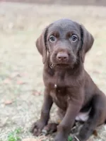 Laney, a female Pudelpointer for sale in Marion, AL – Photo 1 of 7