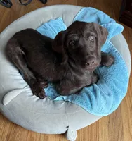 Laney, a female Pudelpointer for sale in Marion, AL – Photo 5 of 7