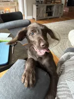 Laney, a female Pudelpointer for sale in Marion, AL – Photo 3 of 7