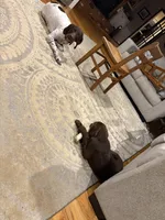 Laney, a female Pudelpointer for sale in Marion, AL – Photo 6 of 7