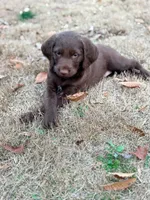 Laney, a female Pudelpointer for sale in Marion, AL – Photo 2 of 7