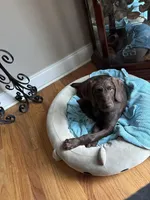 Laney, a female Pudelpointer for sale in Marion, AL – Photo 4 of 7