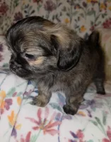 Teddy Bear, a male Chihuahua and Shih Tzu for sale in Oronogo, MO – 4 of 8