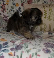Teddy Bear, a male Chihuahua and Shih Tzu for sale in Oronogo, MO – 6 of 8