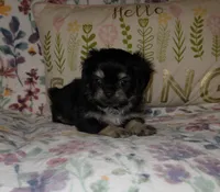 Carmella, a female Chihuahua and Shih Tzu for sale in Oronogo, MO – 6 of 8