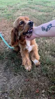 Phoenix , a female Cocker Spaniel for sale in Oronogo, MO – 9 of 9