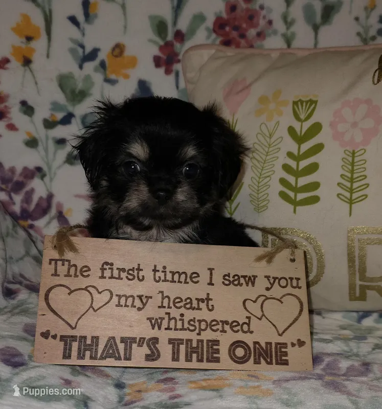 Carmella – Chihuahua, Shih Tzu puppy for sale in Oronogo, MO