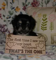 Carmella, a female Chihuahua and Shih Tzu for sale in Oronogo, MO – 1 of 8