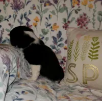 Posie, a female Chihuahua for sale in Oronogo, MO – 7 of 8