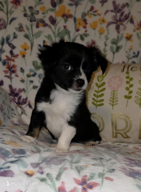 Posie, a female Chihuahua for sale in Oronogo, MO – 1 of 8