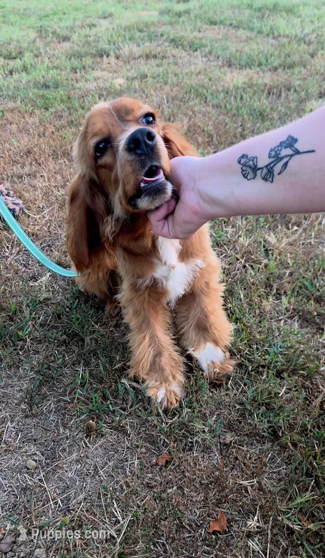 Phoenix  – Cocker Spaniel puppy for sale in Oronogo, MO