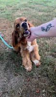 Phoenix , a female Cocker Spaniel for sale in Oronogo, MO – 6 of 9