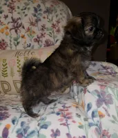 Teddy Bear, a male Chihuahua and Shih Tzu for sale in Oronogo, MO – 3 of 8