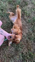 Phoenix , a female Cocker Spaniel for sale in Oronogo, MO – 5 of 9