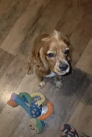 Phoenix , a female Cocker Spaniel for sale in Oronogo, MO – 2 of 9