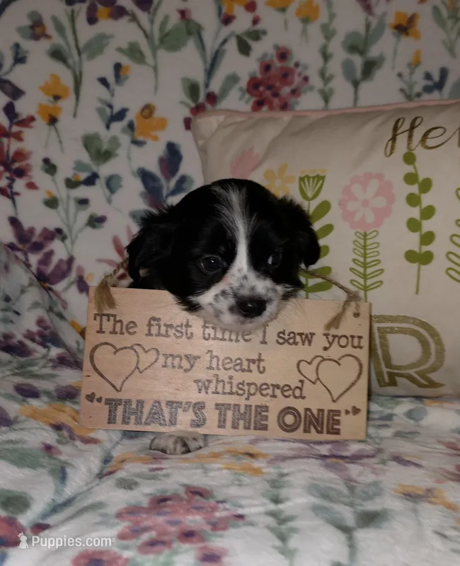 Atlas – Chihuahua, Shih Tzu puppy for sale in Oronogo, MO