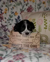 Atlas, a male Chihuahua and Shih Tzu for sale in Oronogo, MO – 1 of 8