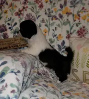 Atlas, a male Chihuahua and Shih Tzu for sale in Oronogo, MO – 8 of 8
