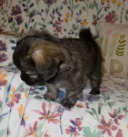 Teddy Bear, a male Chihuahua and Shih Tzu for sale in Oronogo, MO – 8 of 8