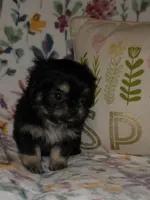 Carmella, a female Chihuahua and Shih Tzu for sale in Oronogo, MO – 4 of 8